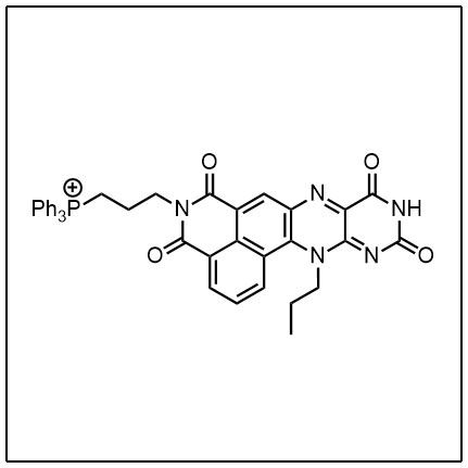 NpFR2 Probe